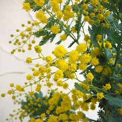 [25年9月中下旬予約]アカシア：ギンヨウアカシア6号鉢植え