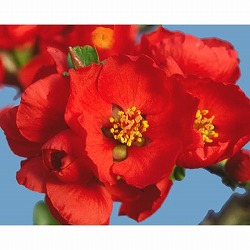 [25年11月中下旬予約]ボケ（木瓜）：紅雀（ベニスズメ）3号ポット