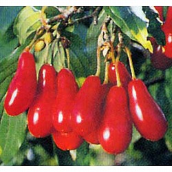 西洋サンシュユ（コーネリアンチェリー）：エレガント4号ポット[早春の花木特集]