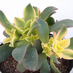 アエオニウム：キウイ(夕映え）3.5号ポット