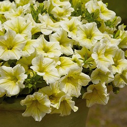 [26年4月下旬予約]ペチュニア：サフィニアイエロー4号ポット (R)