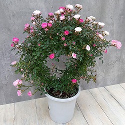 ミニつるバラの2色植え リング仕立て5号鉢入り