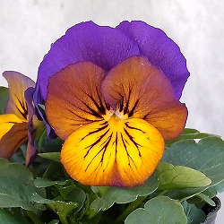 ビオラ:ソルベXP モルフォ3~3.5号ポット