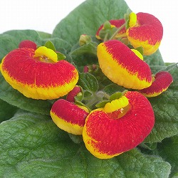 カルセオラリア ディンティー 赤黄4号鉢植え