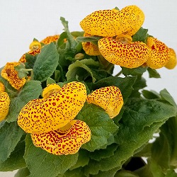 カルセオラリア ディンティー 黄色4号鉢植え