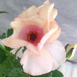 ラナンキュラス：ラックス　メリッサ3.5-4号ポット