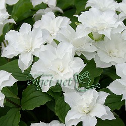 八重咲き大輪エンレイソウ3.5号ポット*