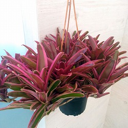 ネオレゲリア：ファイヤーボール　5号吊り鉢