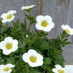 クモマグサ：ラージホワイト（大輪白花）3～ 3.5号ポット