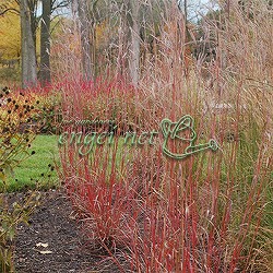 アンドロポゴン レッドシフトオクトーバー3.5号ポット