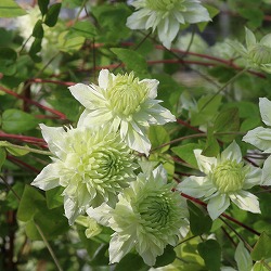 クレマチス：マンジュ（万寿）3.5号ロングポット（フロリダ系）