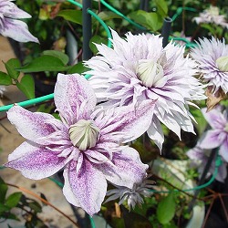 クレマチス：ミナモノヨウセイ（水面の妖精）3.5号ロングポット（フロリダ系）