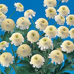 マトリカリア・高性（ホワイト・No2）3号ポット 2株セット