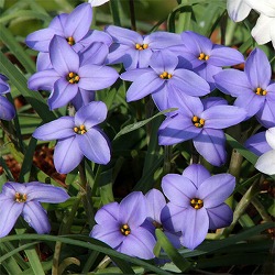 ハナニラ（イフェイオン）： ジェシー4球植え3号ポット 2個セット