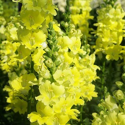 キンギョソウ（金魚草）：ティンカーベル高性大輪花（イエロー・No2）3号ポット 2株セット
