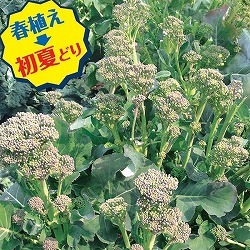 Neo初夏どり　すずなりブロッコリー3号ポット(R) 2株セット