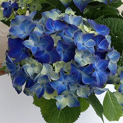 [26年2月中下旬予約]アジサイ：ラグーン 3.5号ポット