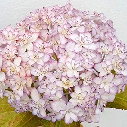 [26年2月中下旬予約]アジサイ：メロウピンク3.5号ポット