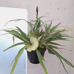 [ザ・ファームセレクト]ビカクシダ（コウモリラン）：ベイチー　7号吊り鉢**