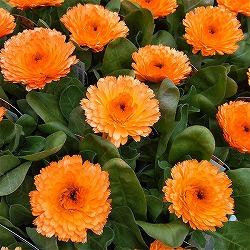 カレンデュラ（キンセンカ）：アプリコットツイスト3号ポット