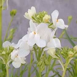 リナリア グッピー ホワイト3.5号ポット 2株セット