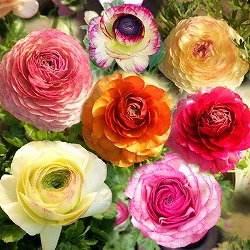 ラナンキュラス：セレンディ（花色アソート）3.5号ポット 6株セット