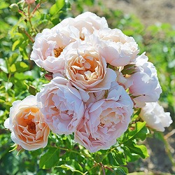 S:デルバールローズ：ケルビーノ6号角鉢植え*(バラ)