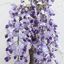 フジ（藤）：イッサイフジ（一歳藤・一才藤）3号ポット苗