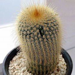サボテン：金晃丸（キンコウマル）3号鉢植え*