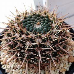 ノトカクタス：星の王子　3号