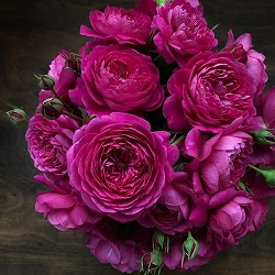 （開花予定株）四季咲中輪バラ：カルト・ナージュ6号角鉢植え*