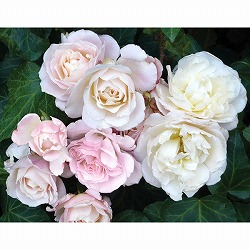 （開花予定株）四季咲中輪バラ：シュシュ6号角鉢植え*