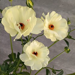 園芸ネット本店｜ラナンキュラス：ラックス メリッサ3.5-4号ポット の