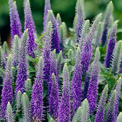 ベロニカ:ウルスターズドワーフブルー4.5号ポット