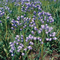 [26年2月中下旬予約]アガパンサス：フローレプレノ5号ポット