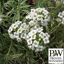 スーパーアリッサム：フロスティーナイト3.5号ポット 12株セット