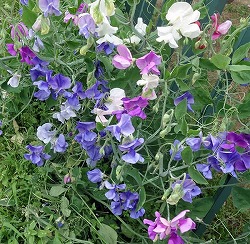 スイートピー：花色ミックス3号ポット 5株セット