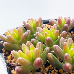 多肉植物：虹の玉　2.5号ポット 3株セット