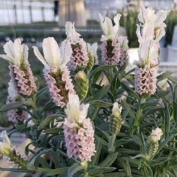 フレンチラベンダー（巨大輪種）：クラウン ピンクパール5号鉢植え