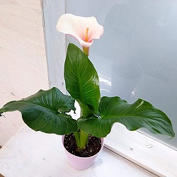 宿根カラー：ドリーミーピンク 5号鉢植え