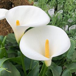 宿根カラー：シルクロード 5号鉢植え