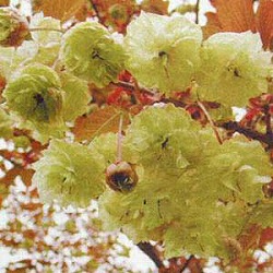 桜：須磨浦普賢象（スマウラフゲンゾウ）接木苗4～5号ポット