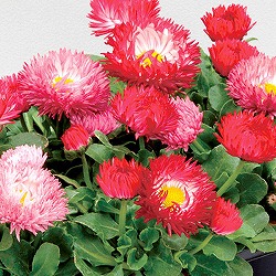 デージー：バンバン レッド3.5号ポット