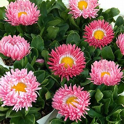 デージー：バンバン ローズ3-3.5号ポット 2株セット