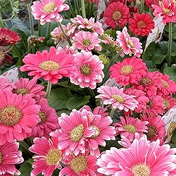 [26年4月上旬予約]ミニガーベラ:プリティピンク花色見計らい3.5号ポット