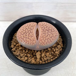 リトープス：網目巴里玉（あみめぱりぎょく）2.5号鉢植え