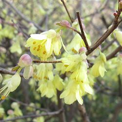 ヒュウガミズキ（日向みずき）3号ポット