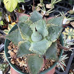 （わけあり特価）アガベ：トレードウィンズ　3号