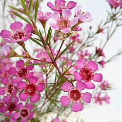 ワックスフラワー5号鉢植え