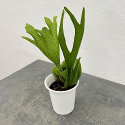 ビカクシダ：（コウモリラン）：グランデ　4号鉢入り